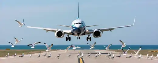 Возвращение из Черного неба: Boeing Smartavia экстренно приземлился в Сочи